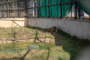 Dehradun, Uttarakhand Hindistan-17 Ağustos 2023 Uttarakhands el değmemiş doğal ortam, vahşi güzelliğin bir senfonisi. 