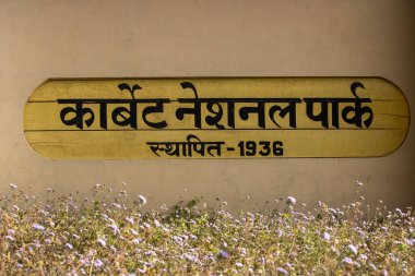 Dehradun, Uttarakhand Hindistan-17 Ağustos 2023-Sonsuz yolculuk Corbett Ulusal Parkı 'nın doğal harikaları arasında.