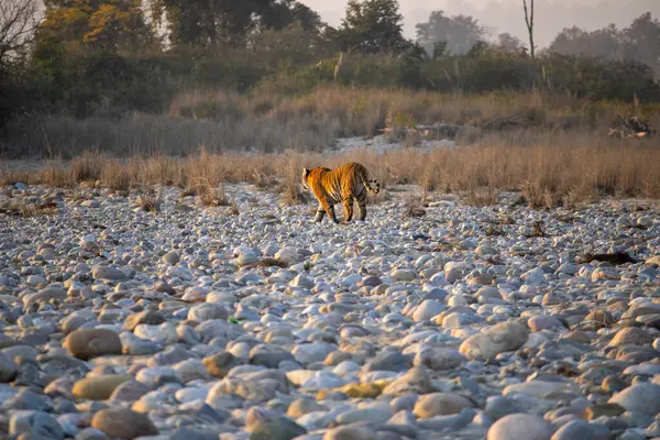 stock image Beauty of lions in Uttarakhand is an awe-inspiring journey through the untamed wilderness.High quality footage 