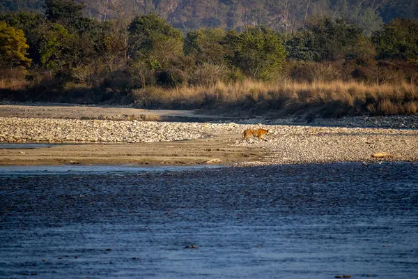 stock image Uttarakhands scenic beauty,lions gracefully crossing the river.High quality image