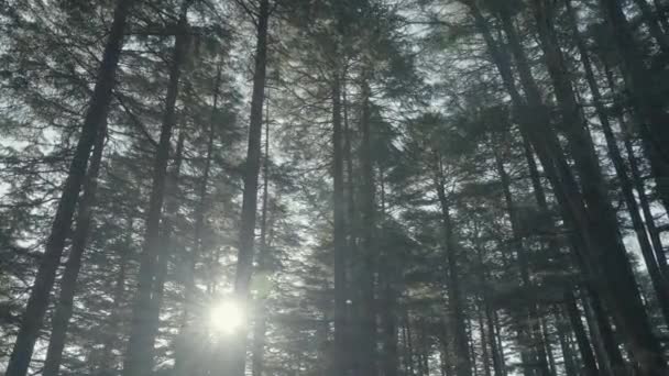Erleben Sie Den Strahlenden Charme Eines Sonnenlicht Getauchten Indischen Waldes — Stockvideo