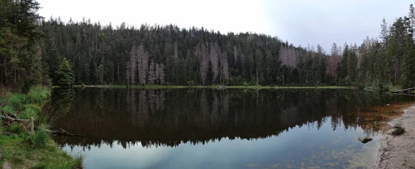 Beau Reflet Une Forêt Arbres Verts Ciel Bleu Dans Lac — Photo