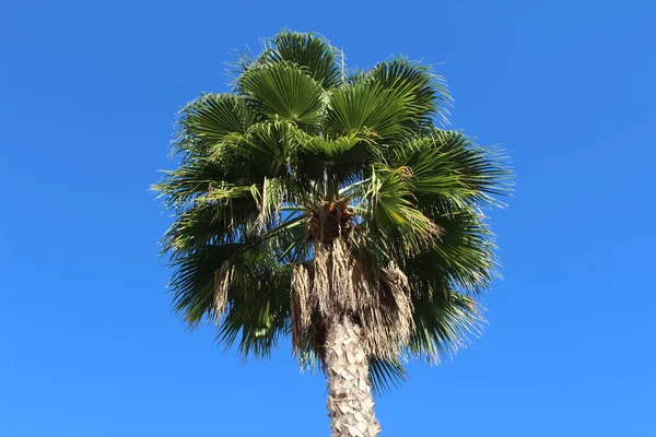 Uzun Bir Palmiye Ağacının Yeşil Dalları Mavi Gökyüzüne Karşı — Stok fotoğraf