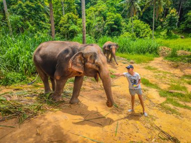 Man feeding adult elephant with banana in tropical green forest at sanctuary in Thailand. 