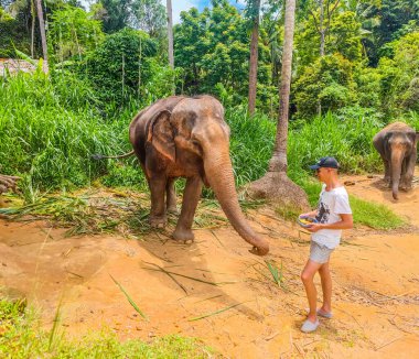 Man feeding adult elephant with banana in tropical green forest at sanctuary in Thailand. 