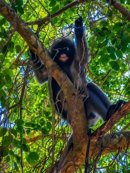 Macaco Solitário Folha Cremosa Lângur Espetacular Sentado Dormindo Nos Galhos — Fotografia de Stock