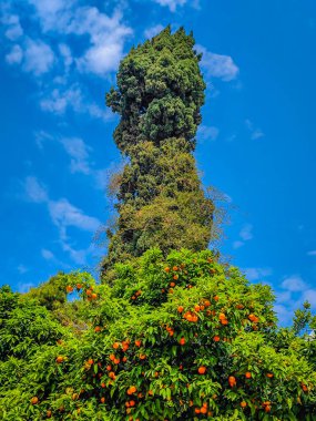 Mavi gökyüzünün önündeki yeşil portakal ağaçlarının etkileyici manzarası. İlkbaharda çiftçilik. Resimli bir gün ve muhteşem bir sahne. Şehirde Mandarin ağaçları