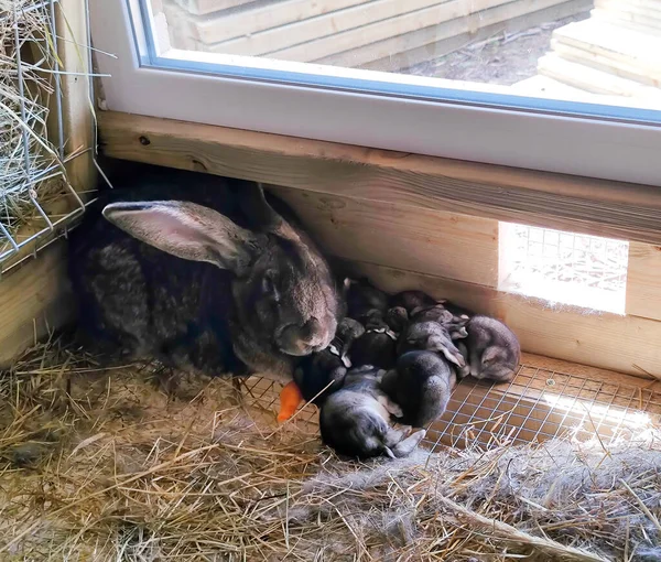 Mother rabbit with children. Small young rabbits in a wooden cage. Rabbit hutch