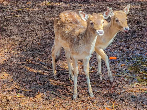 Close Photo Two Young Fallow Deer Forest Wild Nature — Stock Photo, Image