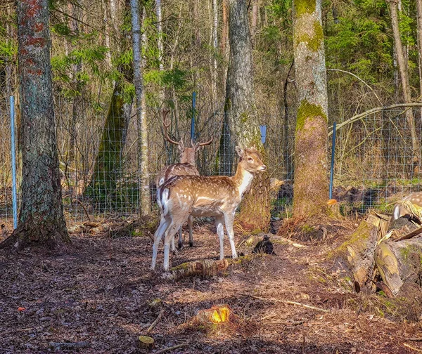 Close Photo Young Cute Lonely Fallow Deer Wild Nature — Stock Photo, Image