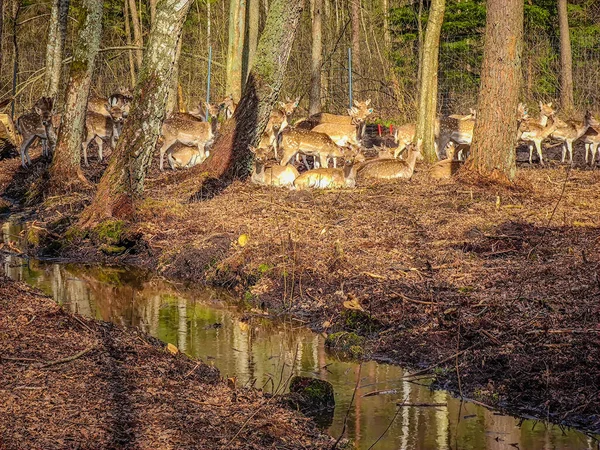 在野外的森林里 一群小鹿在树间休憩 — 图库照片