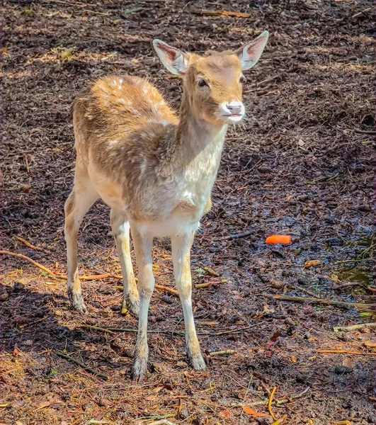 Close Photo Young Cute Lonely Fallow Deer Wild Nature — Stock Photo, Image