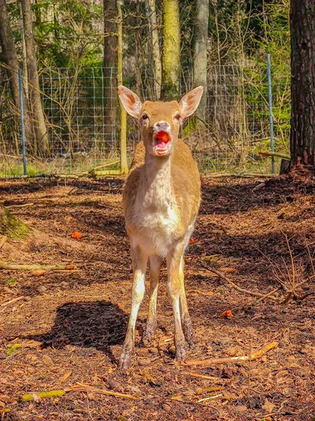 小巧可爱 长着角的小鹿在野外吃胡萝卜的特写照片 — 图库照片