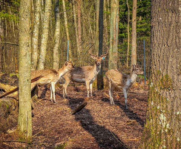 Группа Молодых Оленей Среди Деревьев Лесу Дикой Природе — стоковое фото