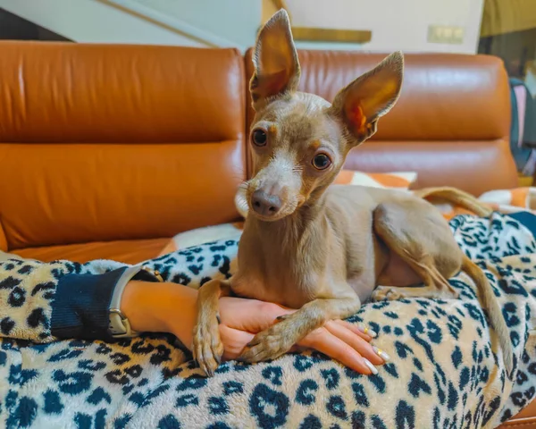 Piccolo Cucciolo Calmo Carino Sdraiato Sulle Mani Dei Proprietari Terrier — Foto Stock
