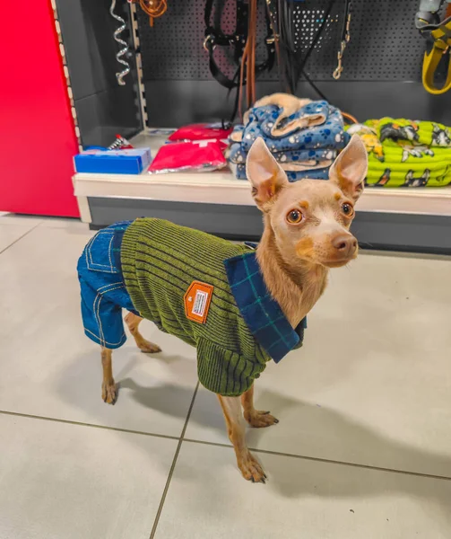 Liten Söt Valp Hund Poserar Med Jeans Och Tröja Kostym — Stockfoto