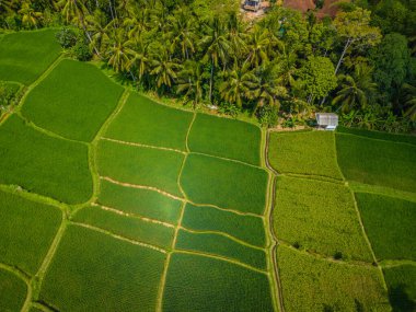 Bali adasındaki pirinç tarlaları üzerinde hava manzaralı insansız hava aracı. Ubud şehir merkezinin yanındaki yeşil pirinç terasları