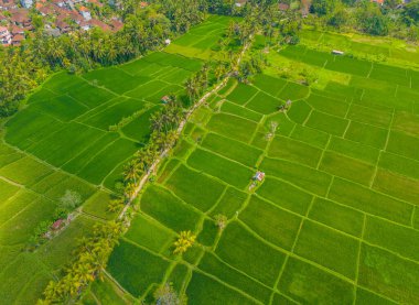 Bali adasındaki pirinç tarlaları üzerinde hava manzaralı insansız hava aracı. Ubud şehir merkezinin yanındaki yeşil pirinç terasları