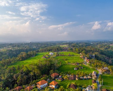Ubud, Bali Adası, Endonezya 'daki yeşil pirinç tarlalarının insansız hava aracı görüntüsü. Teraslar şehir merkezinin yanında.