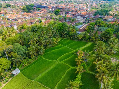 Pirinç tarlalarının, Ubud şehrinin, Bali adasının, Endonezya 'nın insansız hava aracı görüntüsü. Şehir merkezinin yanındaki yeşil teraslar