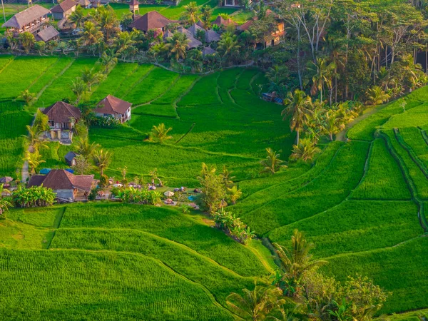 Ubud, Bali Adası, Endonezya 'daki yeşil pirinç tarlalarının insansız hava aracı görüntüsü. Teraslar şehir merkezinin yanında.