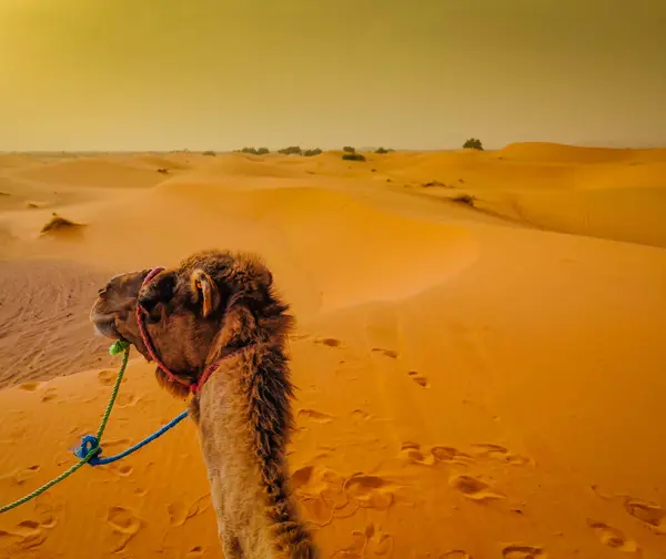 Deve binme. Merzouga, Fas 'ta Sahra Çölü' nde deve yürüyüşü yapan ilk kişi..