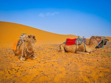 Develer Merzougha, Fas 'taki Sahra çölünde yatıp poz veriyorlar. Kervan hayvanları dinleniyor.