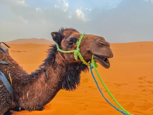 stock image Camel head posing in the Sahara desert sand dunes in Merzouga, Morocco. Animal face, rest moment