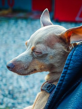 Küçük şirin köpek yavrusu oturuyor ve deri ceketin altında sahibinin ellerinde uyuyor. Gözleri kapalı, komik, gri Rus oyuncak teriyeri.