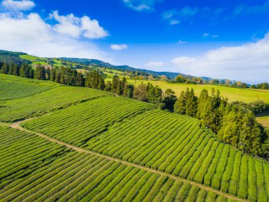 Cha Gorreana çay çiftliği Sao Miguel, Azores, Portekiz 'de. Atlantik Okyanusu kıyısındaki çay plantasyonunun hava aracı görüntüsü