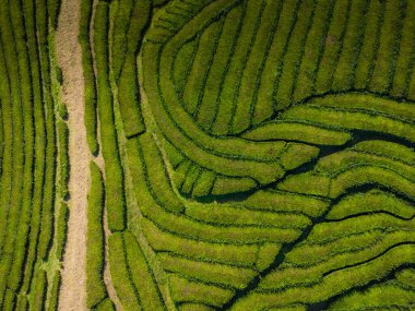 Atlantik Okyanusu kıyısındaki Sao Miguel, Azores, Portekiz 'deki çay çiftliğinin insansız hava aracı görüntüsü. Cha Gorreana çay tarlası. 