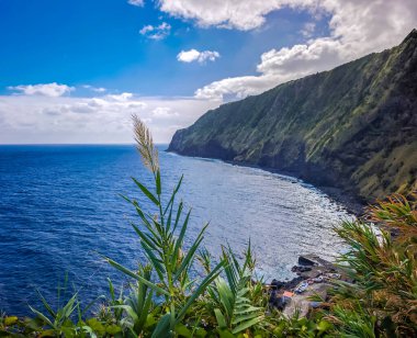 Rüzgarda savrulan dev sazlıklar, Azores adaları kayalıkları ve Atlantik Okyanusu 'nun çarpıcı panoramik manzarasıyla. Arundo Donax Uzun ömürlü baston