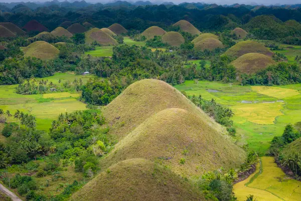 Bohol Adası, Filipinler 'deki Chocolate Hills' in insansız hava aracı görüntüsü. Yeşil ve kahverengi tepelerin jeolojik oluşumunun panoramik görüntüsü