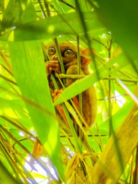 Eşsiz ve şirin görünüşlü Tarsier 'in büyük gözlü yakın çekimi. Filipinler 'deki Bohol yağmur ormanları en küçük primatlardan birinin sığınağı.