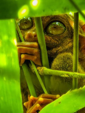 Eşsiz ve şirin görünüşlü Tarsier 'in büyük gözlü yakın çekimi. Filipinler 'deki Bohol yağmur ormanları en küçük primatlardan birinin sığınağı.