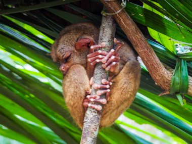 Eşsiz ve şirin görünüşlü Tarsier 'in büyük gözlü yakın çekimi. Filipinler 'deki Bohol yağmur ormanları en küçük primatlardan birinin sığınağı.