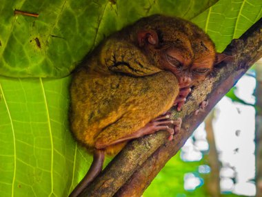 Eşsiz ve şirin görünüşlü Tarsier 'in büyük gözlü yakın çekimi. Filipinler 'deki Bohol yağmur ormanları en küçük primatlardan birinin sığınağı.