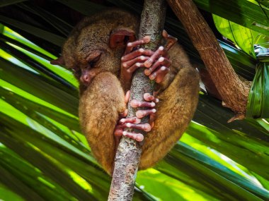 Eşsiz ve şirin görünüşlü Tarsier 'in büyük gözlü yakın çekimi. Filipinler 'deki Bohol yağmur ormanları en küçük primatlardan birinin sığınağı.