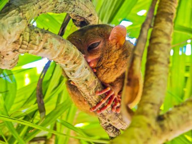 Eşsiz ve şirin görünüşlü Tarsier 'in büyük gözlü yakın çekimi. Filipinler 'deki Bohol yağmur ormanları en küçük primatlardan birinin sığınağı.