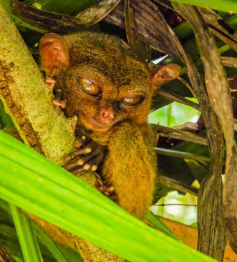 Eşsiz ve şirin görünüşlü Tarsier 'in büyük gözlü yakın çekimi. Filipinler 'deki Bohol yağmur ormanları en küçük primatlardan birinin sığınağı.
