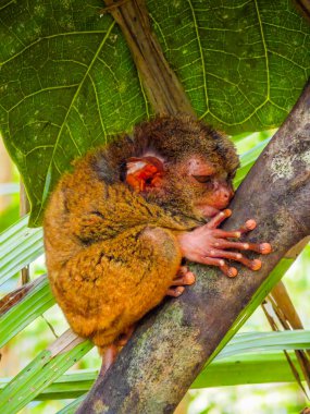 Eşsiz ve şirin görünüşlü Tarsier 'in büyük gözlü yakın çekimi. Filipinler 'deki Bohol yağmur ormanları en küçük primatlardan birinin sığınağı.