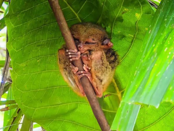 Eşsiz ve şirin görünüşlü Tarsier 'in büyük gözlü yakın çekimi. Filipinler 'deki Bohol yağmur ormanları en küçük primatlardan birinin sığınağı.
