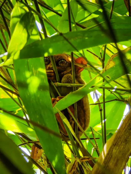 Eşsiz ve şirin görünüşlü Tarsier 'in büyük gözlü yakın çekimi. Filipinler 'deki Bohol yağmur ormanları en küçük primatlardan birinin sığınağı.