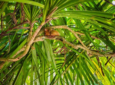 Eşsiz ve şirin görünüşlü Tarsier 'in büyük gözlü yakın çekimi. Filipinler 'deki Bohol yağmur ormanları en küçük primatlardan birinin sığınağı.