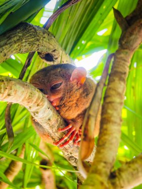 Eşsiz ve şirin görünüşlü Tarsier 'in büyük gözlü yakın çekimi. Filipinler 'deki Bohol yağmur ormanları en küçük primatlardan birinin sığınağı.