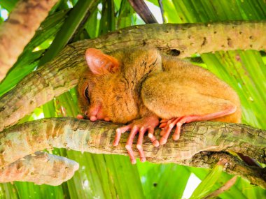 Eşsiz ve şirin görünüşlü Tarsier 'in büyük gözlü yakın çekimi. Filipinler 'deki Bohol yağmur ormanları en küçük primatlardan birinin sığınağı.