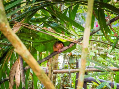 Eşsiz ve şirin görünüşlü Tarsier 'in büyük gözlü yakın çekimi. Filipinler 'deki Bohol yağmur ormanları en küçük primatlardan birinin sığınağı.