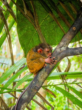 Eşsiz ve şirin görünüşlü Tarsier 'in büyük gözlü yakın çekimi. Filipinler 'deki Bohol yağmur ormanları en küçük primatlardan birinin sığınağı.