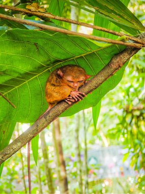 Eşsiz ve şirin görünüşlü Tarsier 'in büyük gözlü yakın çekimi. Filipinler 'deki Bohol yağmur ormanları en küçük primatlardan birinin sığınağı.