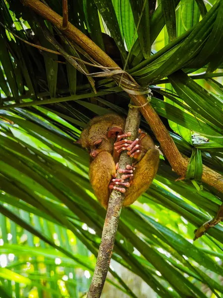 Eşsiz ve şirin görünüşlü Tarsier 'in büyük gözlü yakın çekimi. Filipinler 'deki Bohol yağmur ormanları en küçük primatlardan birinin sığınağı.